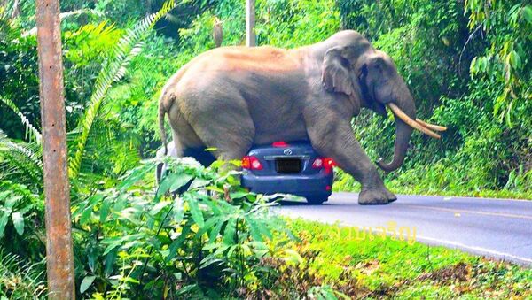 Слон прилег отдохнуть на машину с водителем – мужчина еле остался жив - Sputnik Беларусь