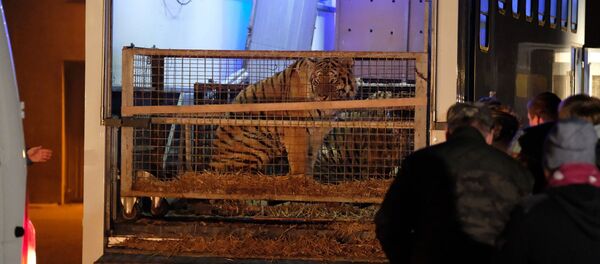 Застрявших на границе с Беларусью тигров привезли в зоопарк в Познани  - Sputnik Беларусь