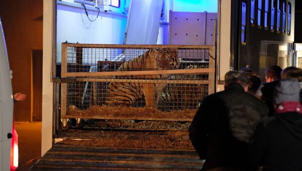 Застрявших на границе с Беларусью тигров привезли в зоопарк в Познани  - Sputnik Беларусь