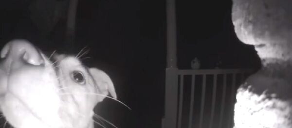 Собака позвонила ночью в дверь хозяевам, которые случайно заперли ее снаружи Собака позвонила ночью в дверь хозяевам, которые случайно заперли ее снаружи - Sputnik Беларусь