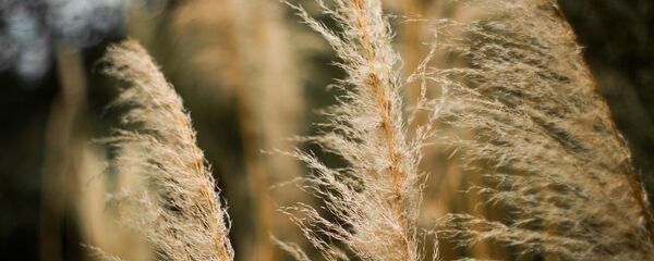 Ветер осенью, архивное фото Ветер осенью, архивное фото - Sputnik Беларусь