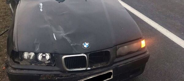 BMW сбил лося под Оршей - Sputnik Беларусь