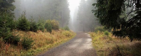 Осенний лес - Sputnik Беларусь