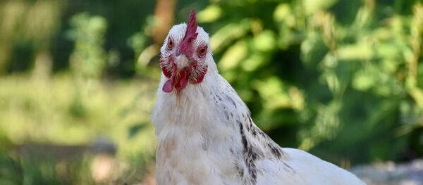 Курица, архивное фото - Sputnik Беларусь