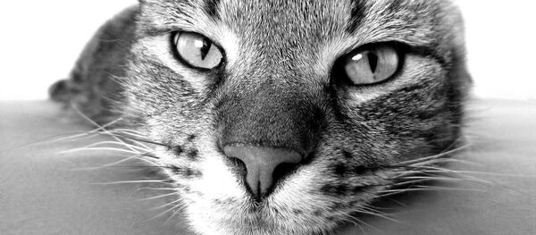 Кот, архивное фото - Sputnik Беларусь