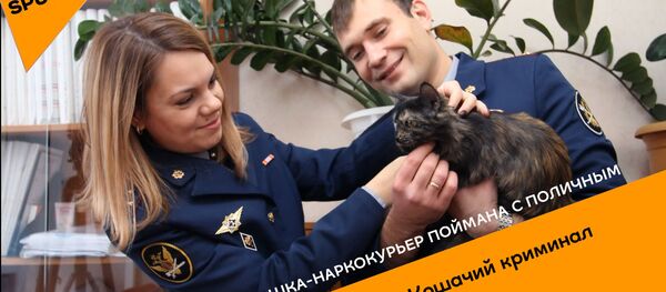 Кошка-наркокурьер попалась с поличным - Sputnik Беларусь
