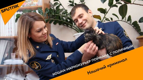 Кошка-наркокурьер попалась с поличным - Sputnik Беларусь