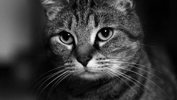 Кот, архивное фото - Sputnik Беларусь