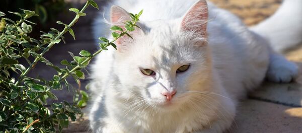 Кошка на улице Кошка на улице - Sputnik Беларусь