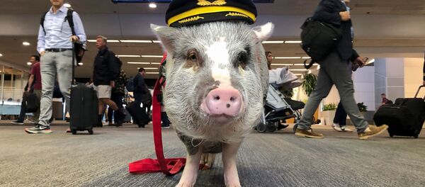 Свинья в форме пилота в аэропорту Сан-Франциско  - Sputnik Беларусь