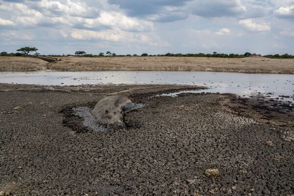 Засуха в Зимбабве - Sputnik Беларусь