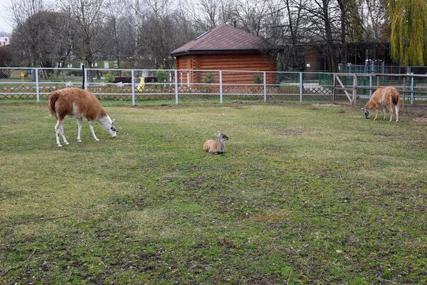 Ламы в Минском зоопарке - Sputnik Беларусь
