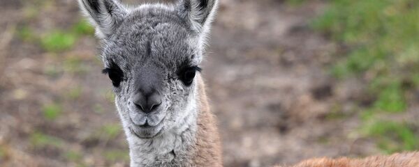 Ламы в Минском зоопарке - Sputnik Беларусь