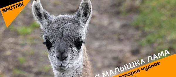 В Минском зоопарке появилась милая малышка лама В Минском зоопарке появилась милая малышка лама - Sputnik Беларусь