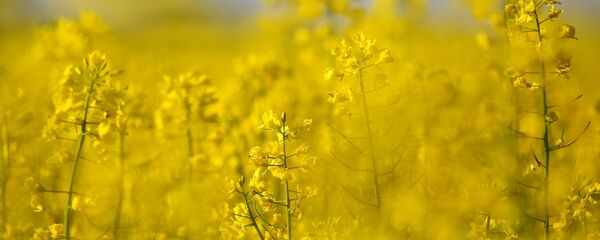 Рапсовые поля, архивное фото Рапсовые поля, архивное фото - Sputnik Беларусь