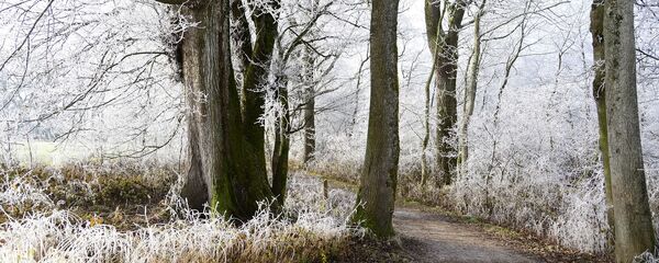 Иней на деревьях - Sputnik Беларусь