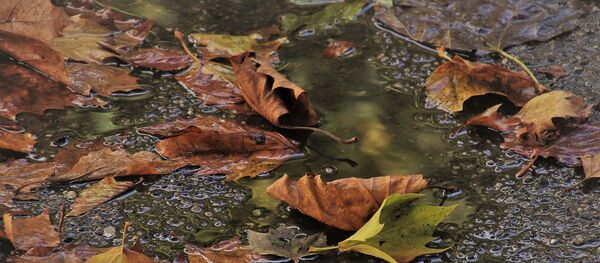 Опавшие листья под дождем - Sputnik Беларусь