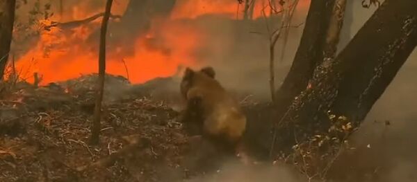 Бесстрашная австралийка спасла коалу из горящего леса, рискуя жизнью - Sputnik Беларусь