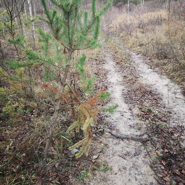 Прокуратура отреагировала на покатушки в лесу под Гродно Прокуратура отреагировала на покатушки в лесу под Гродно - Sputnik Беларусь