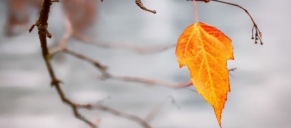 Листик на ветке, архивное фото - Sputnik Беларусь