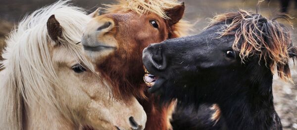 Исландские лошадки - Sputnik Беларусь