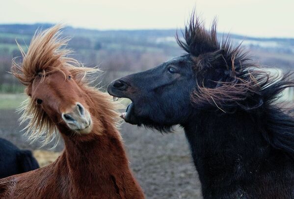 Сегодня это единственная порода лошадей, которая существует в Исландии – уже более тысячи лет другие породы ввозить в страну запрещено. - Sputnik Беларусь