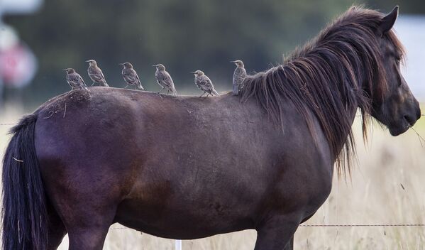  Масти лошадей могут быть разные — например, рыжая, гнедая, серая, вороная, пегая.  - Sputnik Беларусь