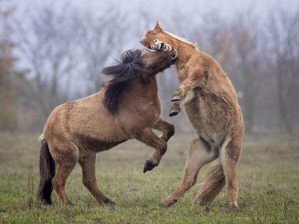 Только эти лошадки так забавно умеют играть друг с другом!  - Sputnik Беларусь