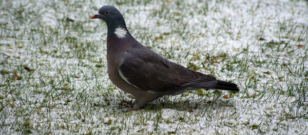 Голубь на траве - Sputnik Беларусь