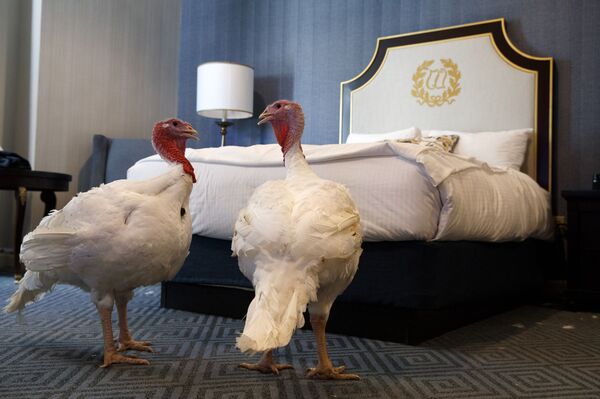 Трамп помиловал двух индеек и пошутил про импичмент - Sputnik Беларусь