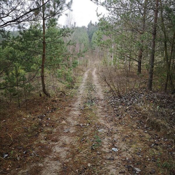 Портят лес, пугают людей. В Гродно зеленую зону превратили в гоночный трэк  - Sputnik Беларусь