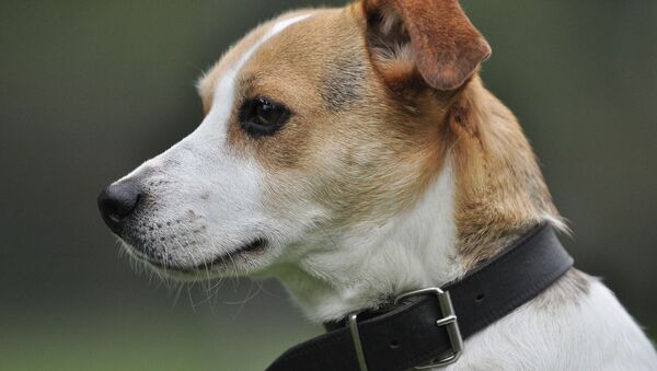 Трогательная встреча упавшего в окоп пса и хозяина растрогала соцсети - Sputnik Беларусь