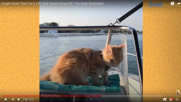 Самолеты, лодки, машины: как рыжий кот проехал уже полмира - видео - Sputnik Беларусь