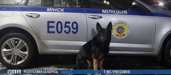 Милицейские овчарки в Минске по следам нашли подозреваемого в краже - Sputnik Беларусь