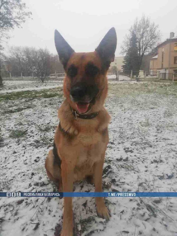 Милицейские овчарки в Минске по следам нашли подозреваемого в краже - Sputnik Беларусь