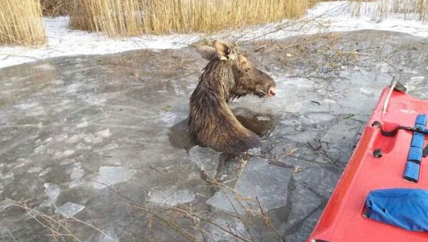 В Городокском районе лось провалился под лед - Sputnik Беларусь