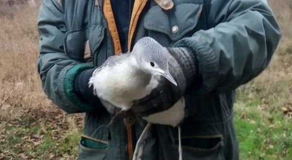 Редкую птицу спасли в Беловежской пуще Редкую птицу спасли в Беловежской пуще - Sputnik Беларусь