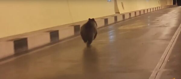 Медведь просочился через границу России и Южной Осетии по тоннелю – видео - Sputnik Беларусь