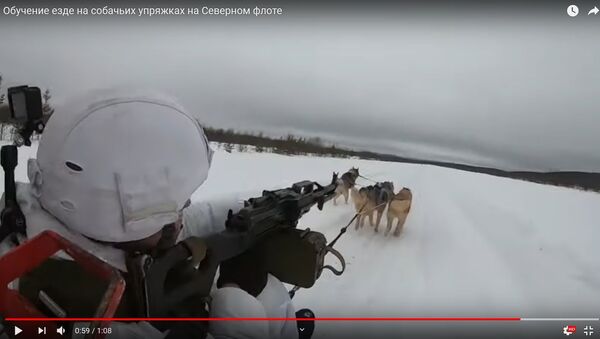 Как удержаться в собачьей упряжке с автоматом наперевес - видео - Sputnik Беларусь