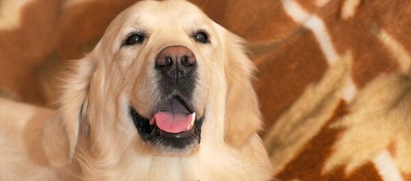 Собака и кот - Sputnik Беларусь