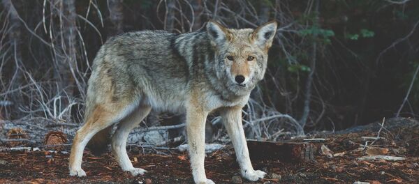 Водитель сбил собаку и забрал с собой, но пес оказался койотом - Sputnik Беларусь