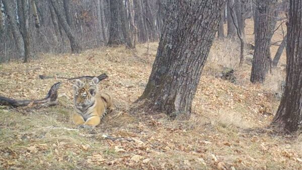 Игры трех маленьких тигрят попали на камеру на Земле леопарда - Sputnik Беларусь