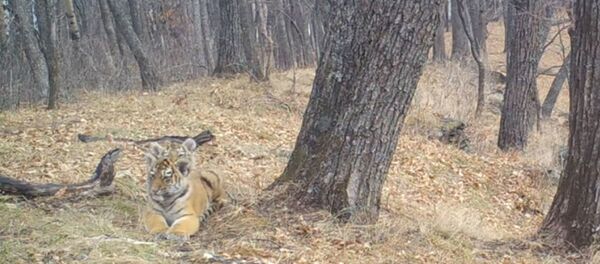 Игры трех маленьких тигрят попали на камеру на Земле леопарда - Sputnik Беларусь