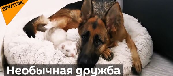 Хорек и овчарка - Sputnik Беларусь