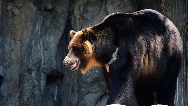 Азиатский черный медведь - Sputnik Беларусь