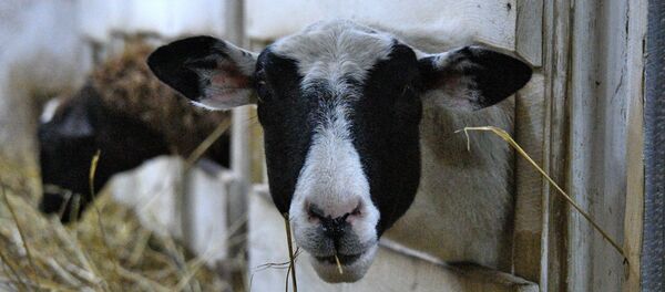 Авечкі Авечкі - Sputnik Беларусь