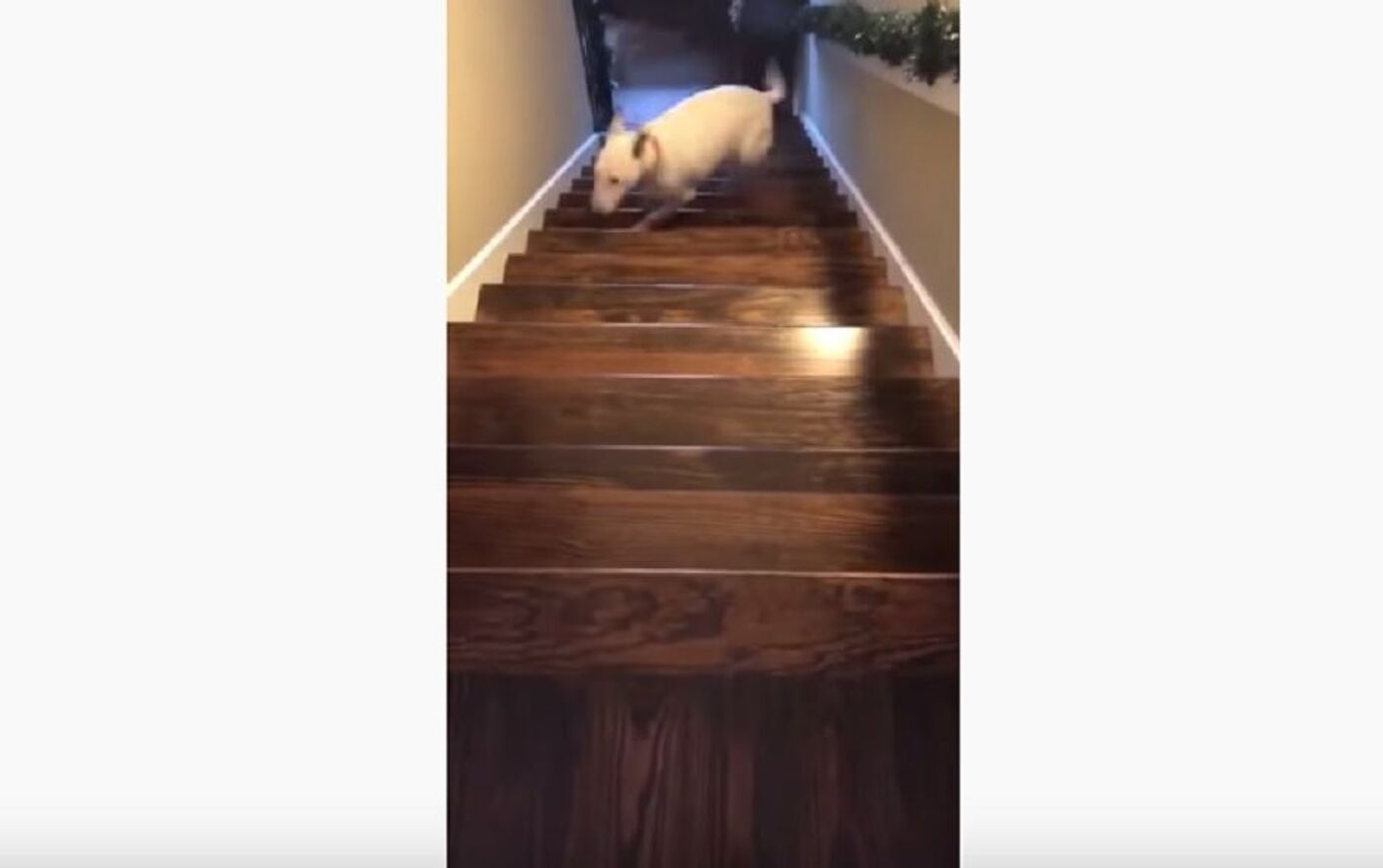 Собака бежит по лестнице
