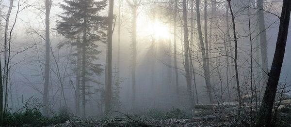 Туман в лесу - Sputnik Беларусь