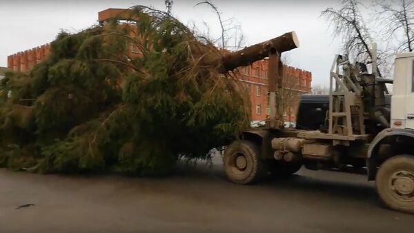 Упавшая с тягача елка стала причиной пробки в Полоцке  - Sputnik Беларусь