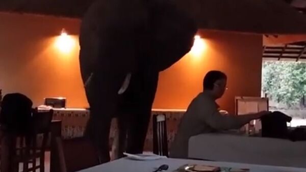  Слоны пришли позавтракать к туристам и напугали их - Sputnik Беларусь